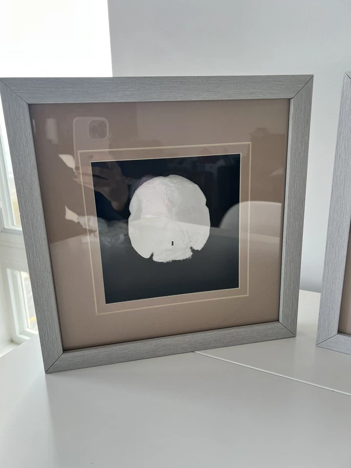 (Juego de 2) Arte de pared enmarcado dólar sol estrella de mar blanco de 14’’x14” Foto 2 de 4