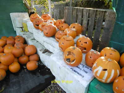 Foto 6x4 Kürbisse beim Slindon Pumpkin Festival 2016 The Slindon Pumpk c2016