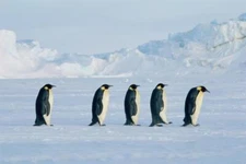 Five Emperor Penguins On The Move Photo Laminated Poster 18x12