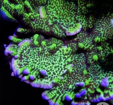 Live coral Spongoge Montipora SPS Coral 1-2” Frag Reef Tank