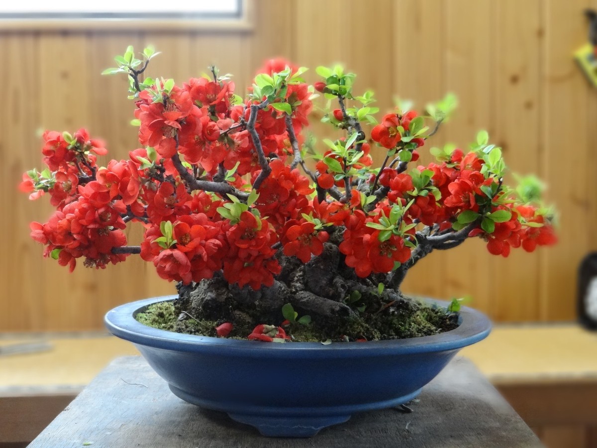 bonsai indoor DIY Bonsai Kit main image 0