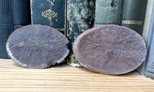 Garnele Shrimp BELOTELSON  / Karbon Carboniferous Mazon Creek Fossil Beds USA