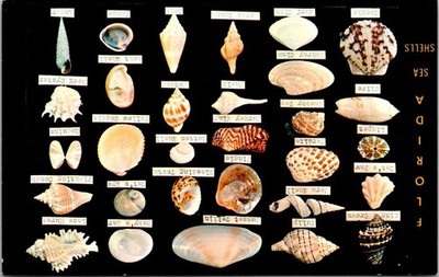 Vintage Florida Sea Shells Postcard - Natural Color Photo by Ted Lagerberg