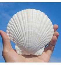 10 PCS 4 To 5 Inch Large Scallop Shells White Natural For Craft Baking Decor