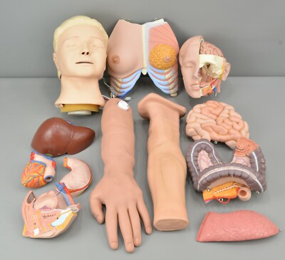 Miscellaneous Human Body Anatomy Parts