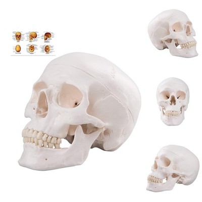 High-Quality Life-Size Human Skull Model - Removable Components & Detailed Teeth