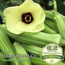 100+ Clemson Spineless Okra Seeds Non-GMO Heirloom | Fresh Vegetable Seeds