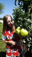 Giant Tomato Seeds X20! Big Zac! Award Winning! Can Produce Tomatoes over 5lbs!!