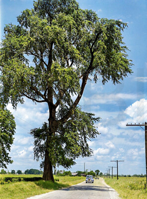 1940 Highway near Clarksdale, Mississippi Delta   14 x 11'' Photo Print