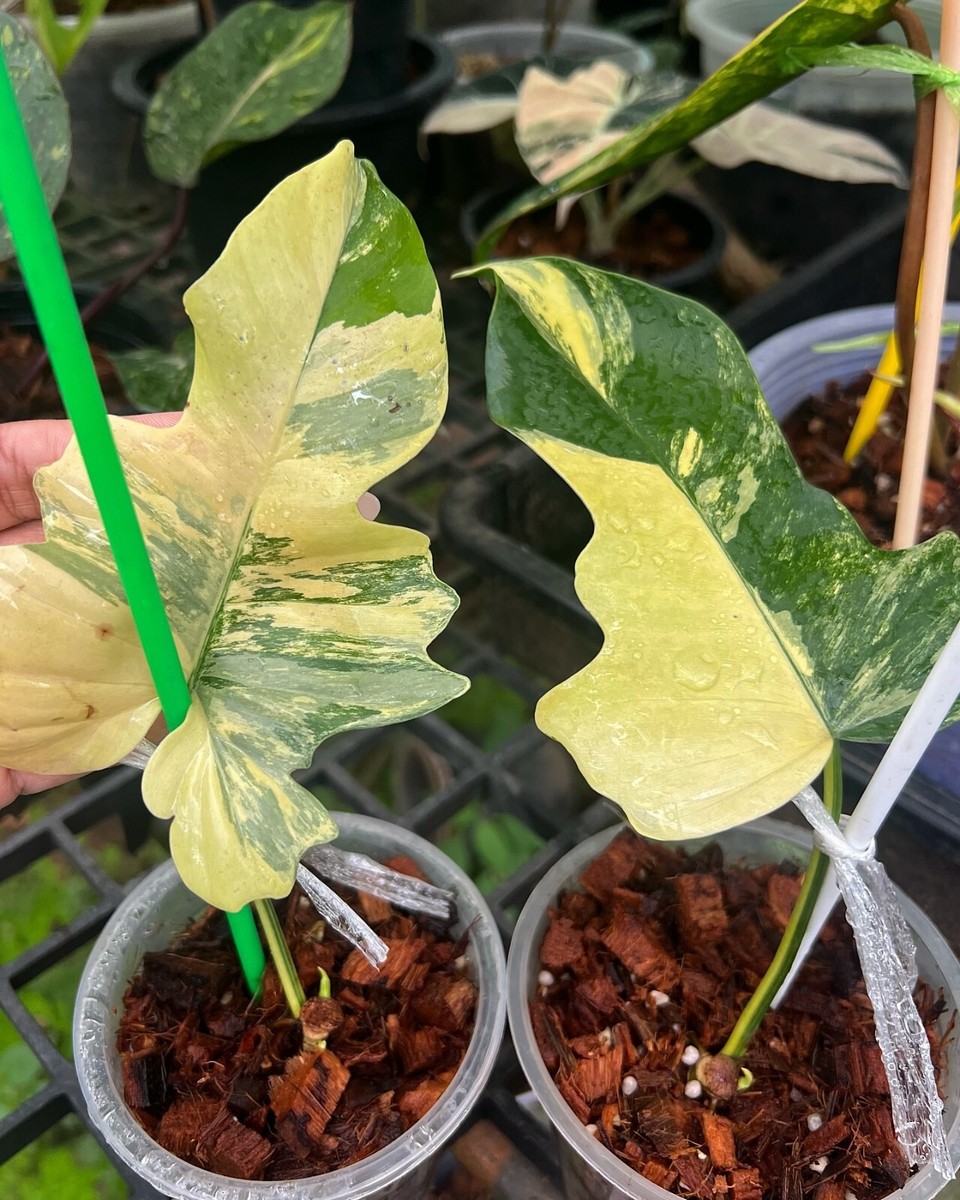 Philodendron Florida Beauty X mayoi - 1leaf - variegated plant
