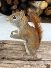 Red Squirrel Taxidermy, Squirrel Taxidermy, Pine Squirrel, Adirondacks, Gift!