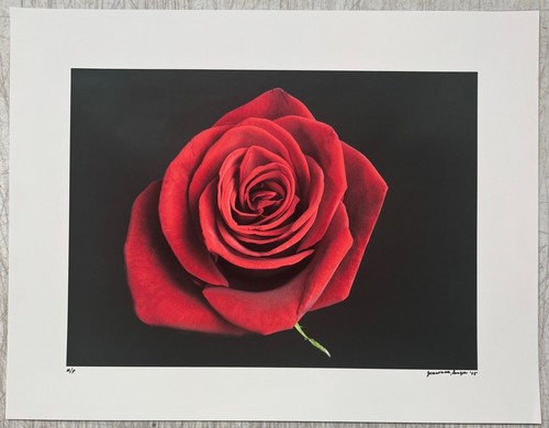 Vintage JONATHAN SINGER 'Red Rose on Black' FLOWER Botanica Signed PHOTOGRAPH