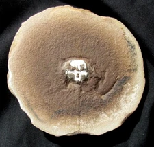 VERY RARE EUPROOPS HORSESHOE CRAB WITH EXTREMELY LONG TAILSPINE - MAZON CREEK!