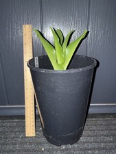 Eucomis alba - Pineapple Lily - 3L Plant