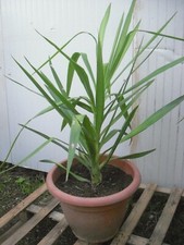 Yucca tronchetto della felicita' pianta da interno e esterno