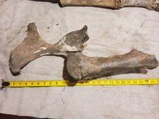 Bison  Coxae (Hip) Bone Fossil and Femur