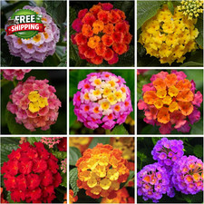 Lantana Flower Seeds for Planting - 300+ Mixed Color Flower Seeds to Plant Great