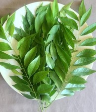 USDA Cert -14 oz- Fresh Curry LEAVES ON PETIO...