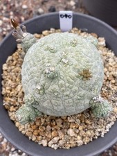 Pseudolithos migiurtinus Succulent plant Garden flowering Plants WYSIWYG 040