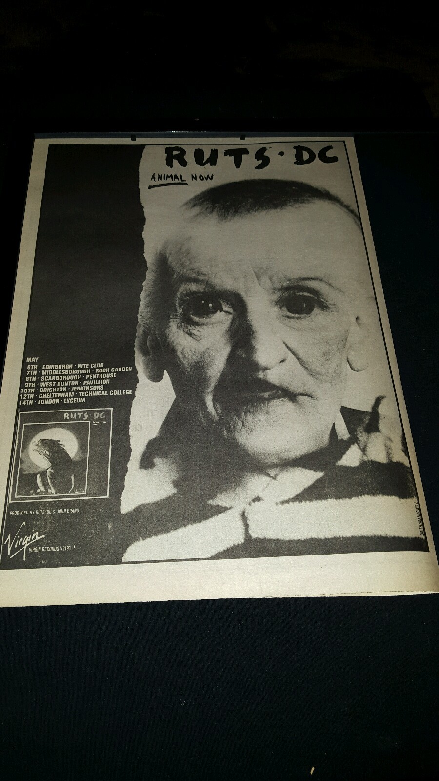 Ruts * DC Animal Now Rare Original U.K. Tour Promo Poster Ad Framed! | eBay