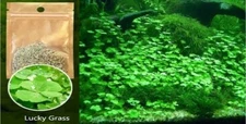 Aquarium Grass Seeds (Lucky Clover) Aquarium plant USA