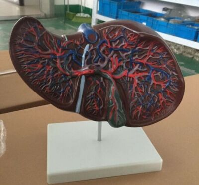 Human Liver with Vessel Medical Anatomy Life Size Anatomical Teaching Model US