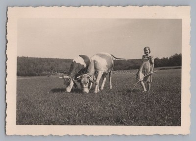 Girl with Cattle in Pasture - Farming - Old Photo 1930