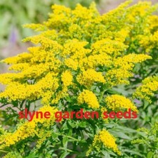 FAST DISPATCH GOLDEN ROD SEEDS YELLOW FLOWERS COTTAGE  PERENNIAL