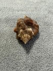 MUREX Ceratostomanuttali  UNIQUE SHELL- San Diego, California 38.79mm — photo 4