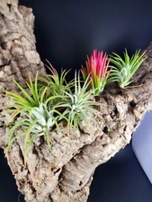 5 Pack Asst.  Ionantha Air Plants- Tillandsia, Easy Care Indoor/Outdoor
