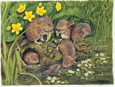 Water Voles 1000 Piece Jigsaw Puzzle