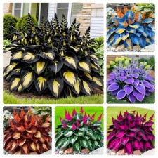 170 Mix Hosta Seeds for Planting - Perennial Shade Garden Plant