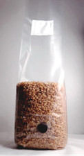 Lot of 4 1.5LB Sterilized Rye Berry Mushroom Grow Bags With Injection Port