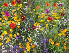 Hummingbird and Butterfly Wildflower Mix, 17 Stunning Species, FREE SHIPPING