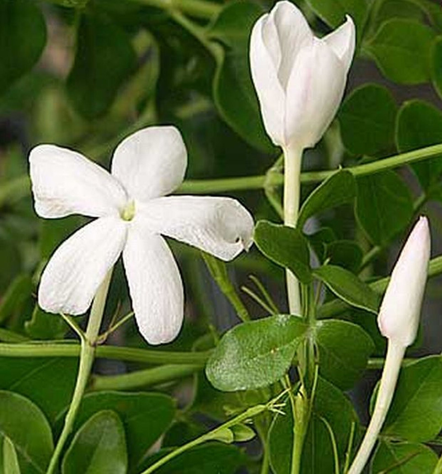 Jasmin Grandiflorum de Grasse lot de 2 arbustes d'exception pour parfumerie fine