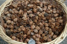300 TINY TAMARACK REAL PINE CONES  NATURAL