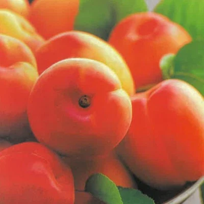 PIANTA DA FRUTTO ALBICOCCA CANINO TARDIVO in vaso 20 - età 2/3 anni (foto reali)