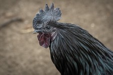 5 Purebred of Ayam Cemani, organic, unwashed Hatching eggs.