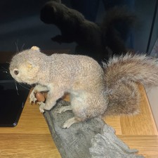 Taxidermy Stuffed Grey Squirrel Holding Peanut