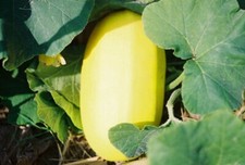 20 Spaghetti Squash Seeds. Organic. USA Seeds. Ships free