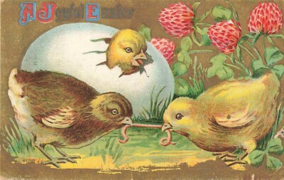 c1910  Tugging Worm Hatching Chick Egg Shell  Easter P326