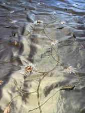 SAMPLE FAUX SILK FLOWERS EMBROIDERED~DRAPERY UPHOLSTERY  - Green