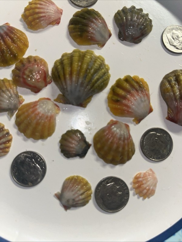 Beautiful Kahelelani Shell Hand Pick Eastside Kauai 5000 +++