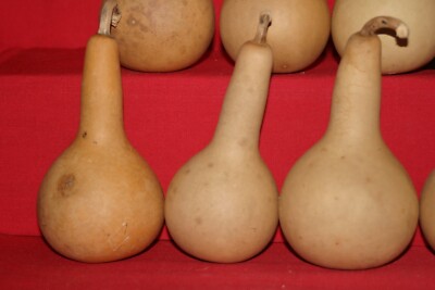 15 MINI LONG HANDLE DIPPER  GOURDS (DRIED & CLEANED)