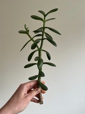 Crassula Ovata Jade Plant Cutting, Large Succulent Stem, Unrooted Money Tree - 2