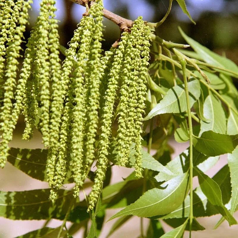 Pacanier Mohawk Type II - Carya illinoinensis en pot de 5L - 4