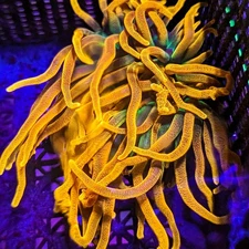 3-5" Aquacultured Chicago Sunburst Anemone