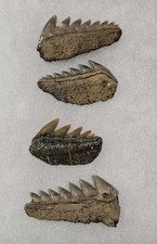 Lot Of 4 Hexanchus Griseus Cow Shark Tooth Fossil Not Megalodon Belgium