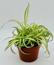 Bonnie Curly Spider Chlorophytum Comosum live Plant Rooted in 4 inch Pot w/ Soil
