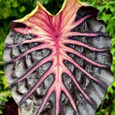 Colocasia Bulb Psylocke New Hybrid Tuber (Includes All Import Duties And Taxes)